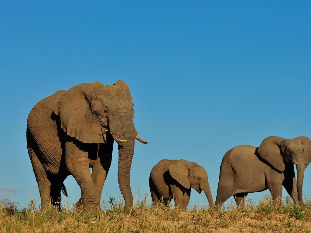 Inyati Game Lodge Sabi Sand Game Reserve Exterior photo